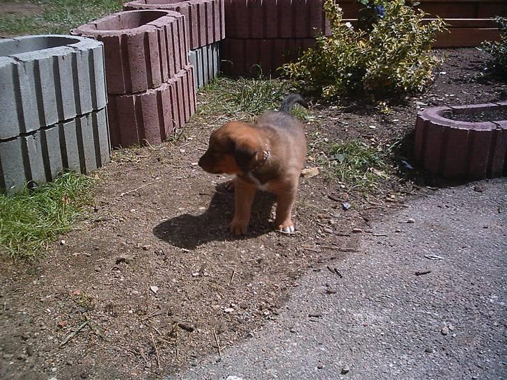 Blanding af racer Balou billede 9