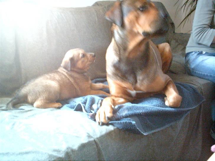 Blanding af racer Balou billede 10