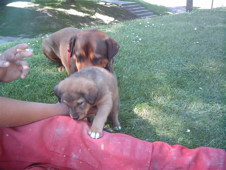 Blanding af racer Balou billede 11