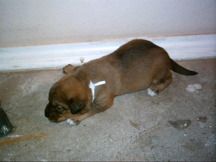 Blanding af racer Balou billede 12