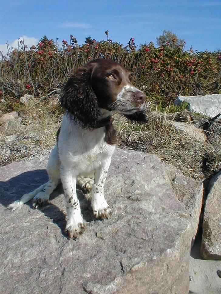 Engelsk springer spaniel Jack billede 1