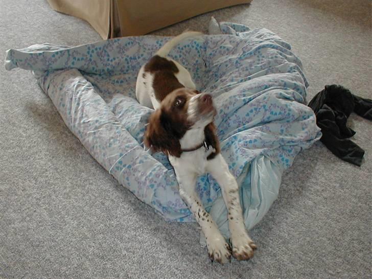 Engelsk springer spaniel Jack billede 2