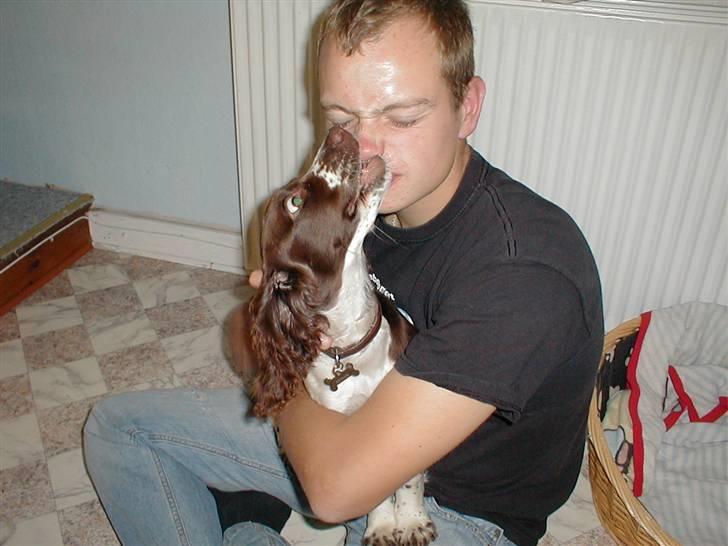 Engelsk springer spaniel Jack billede 3