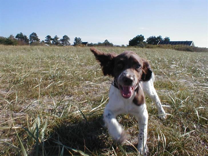 Engelsk springer spaniel Jack billede 4