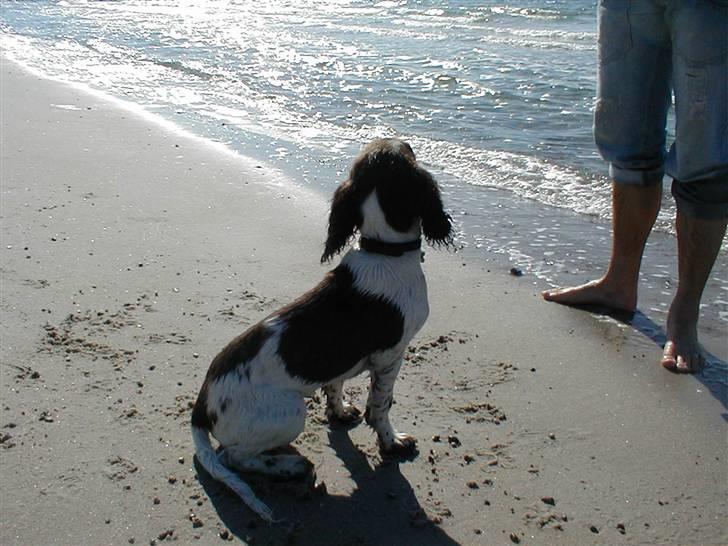 Engelsk springer spaniel Jack billede 5