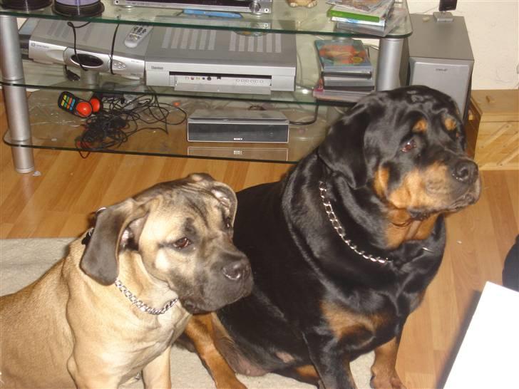 Cane corso malou billede 7