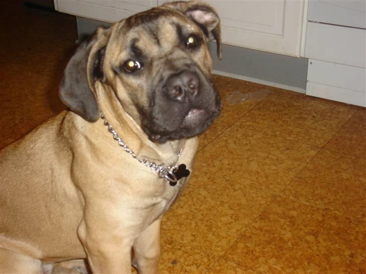 Cane corso malou billede 8