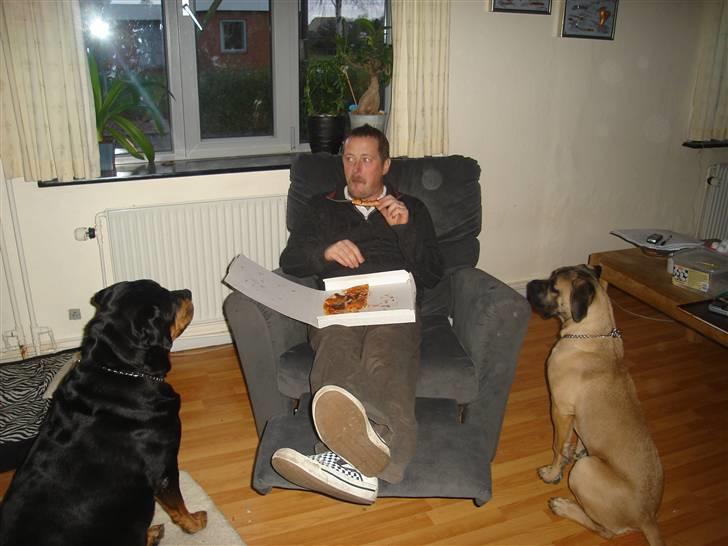 Cane corso malou billede 9