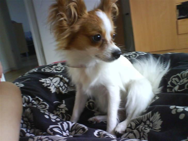 Papillon Chanel billede 1