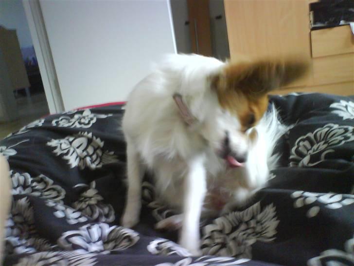 Papillon Chanel billede 2