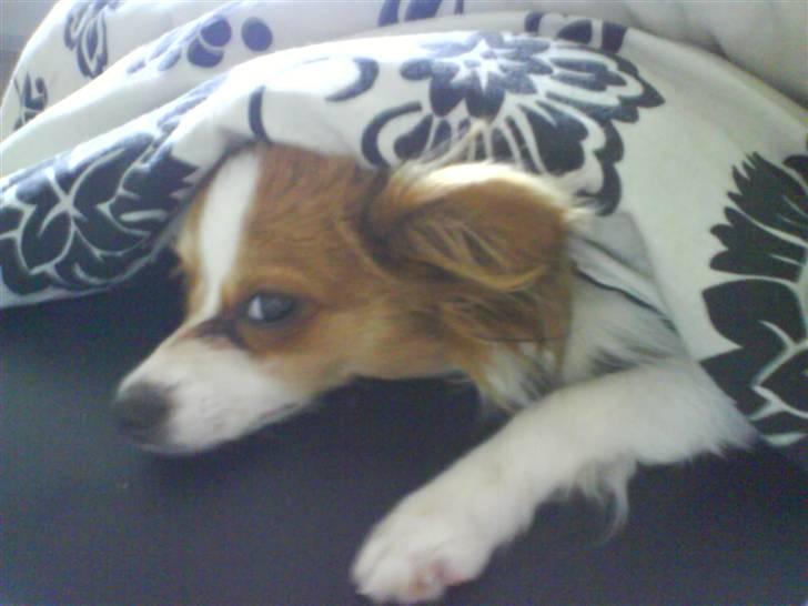 Papillon Chanel - Hun er en rigtig lille putte-trold billede 3