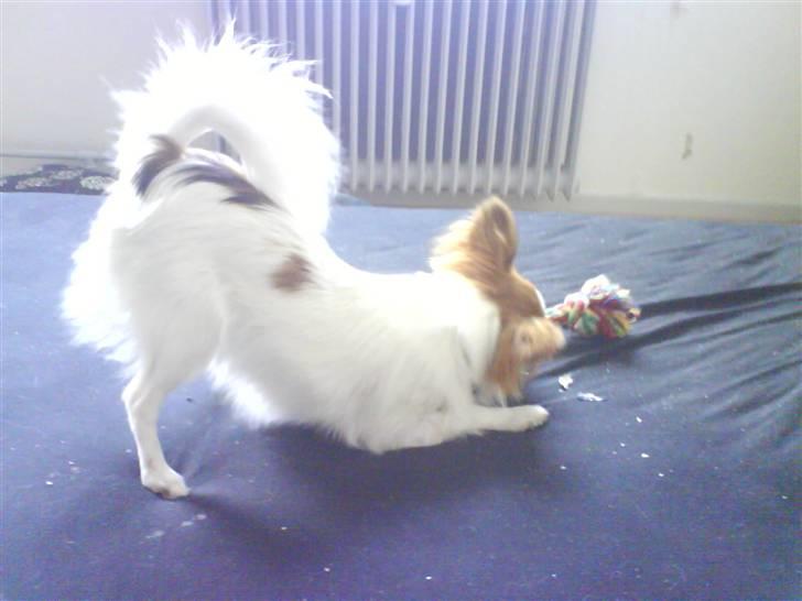 Papillon Chanel - Nyt legetøj billede 4