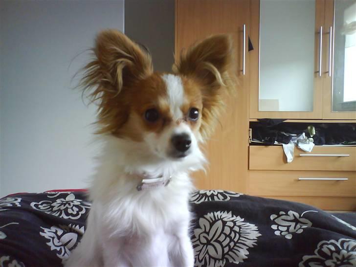 Papillon Chanel billede 5