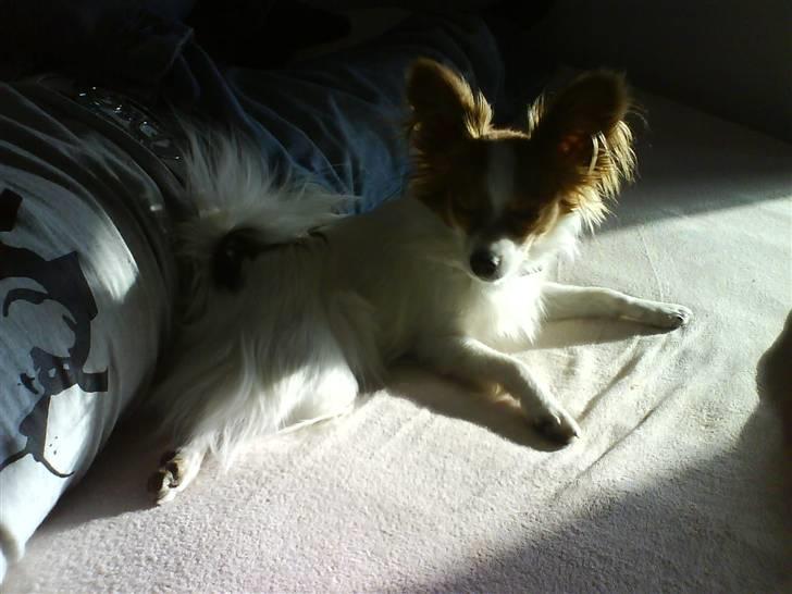 Papillon Chanel billede 6