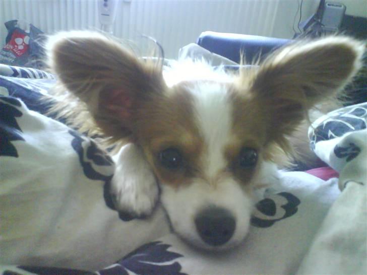 Papillon Chanel billede 7