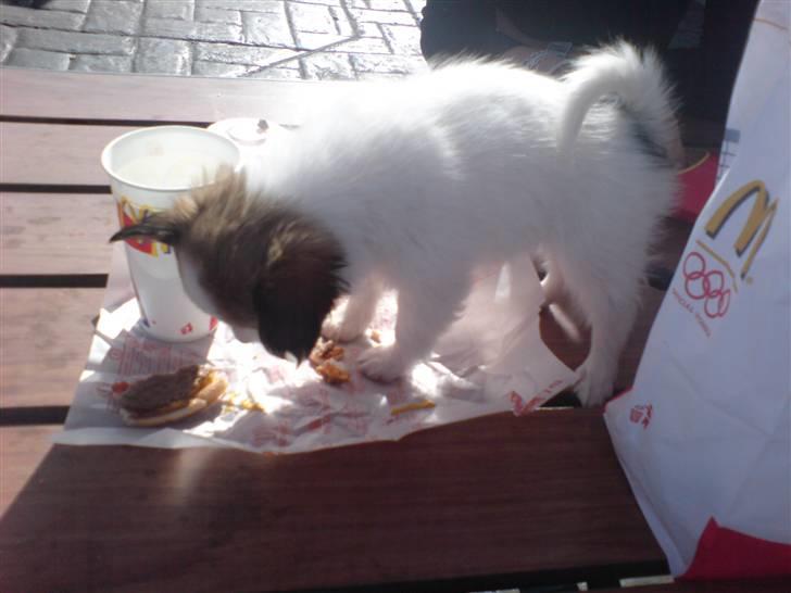 Papillon Chanel - d. 6. april ´07 billede 8