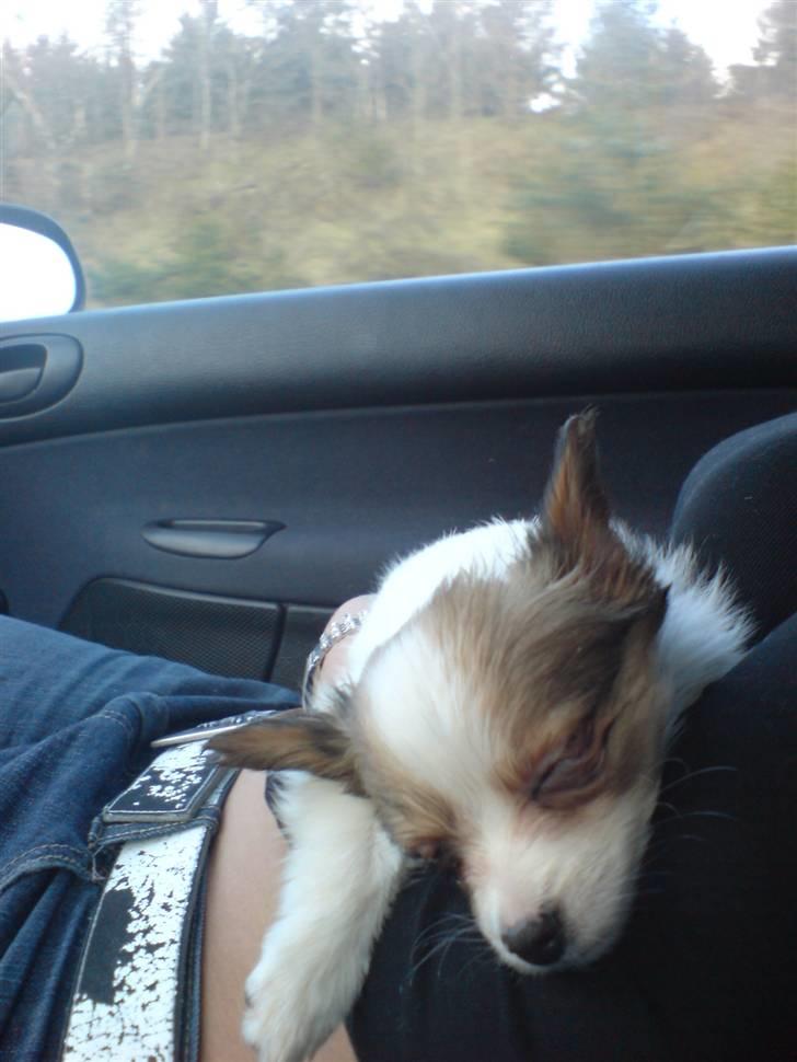 Papillon Chanel - d. 6. april ´07 , på hjemturen til hendes nye hjem. billede 9