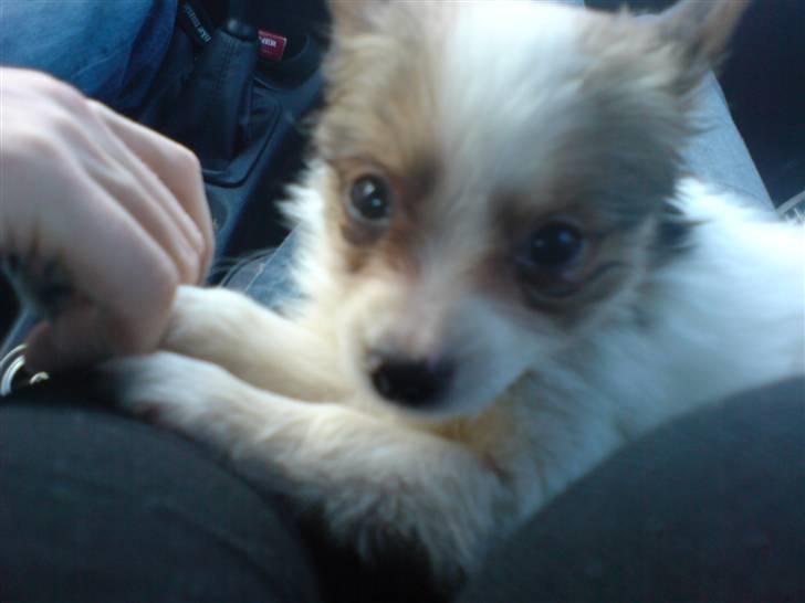 Papillon Chanel - d. 6. april ´07 billede 10