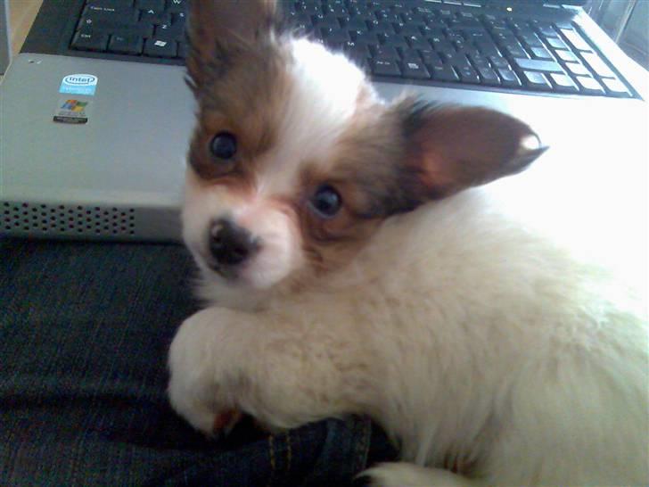 Papillon Chanel - d. 7. april ´07 billede 12