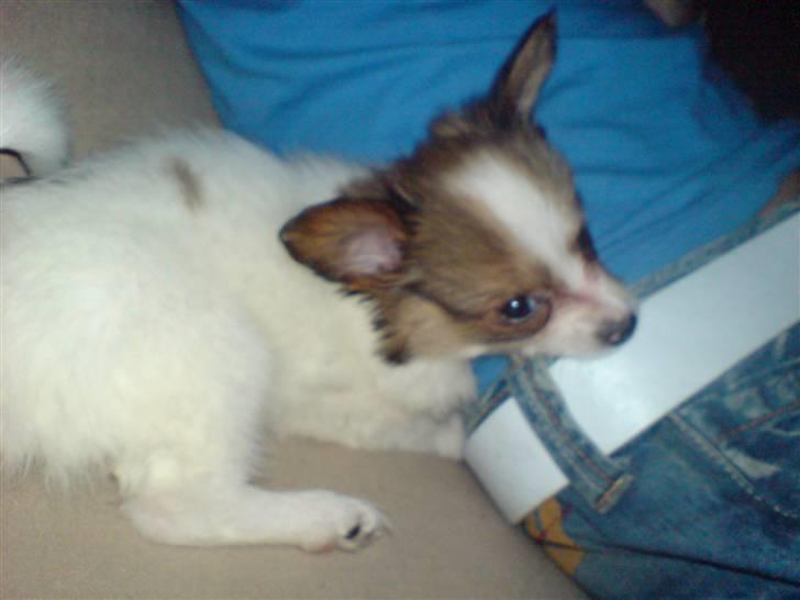 Papillon Chanel - d. 9. april ´07 billede 13