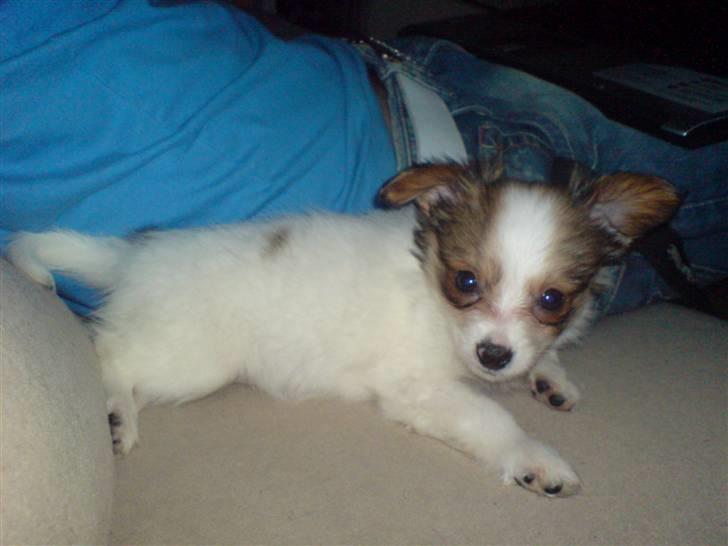 Papillon Chanel - d. 9. april ´07 billede 14