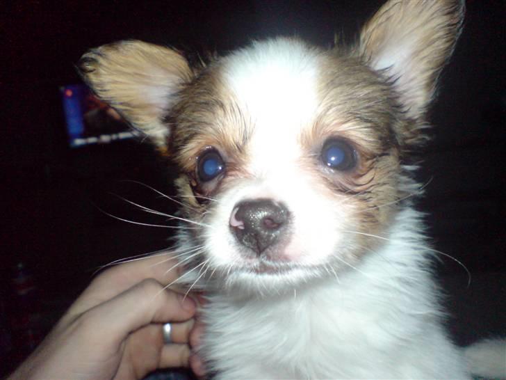 Papillon Chanel - d. 8. april ´07 billede 15