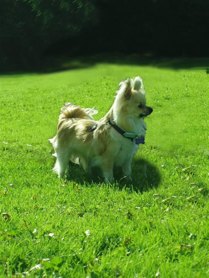 Chihuahua ** Charlie ** - Sååå smuk! Står lige og holder øje med de to andre :D. billede 9