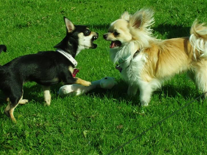 Chihuahua ** Charlie ** - Lige et hurtigt billede midt i lidt leg - det ser mere farligt ud end det egentlig er! billede 10