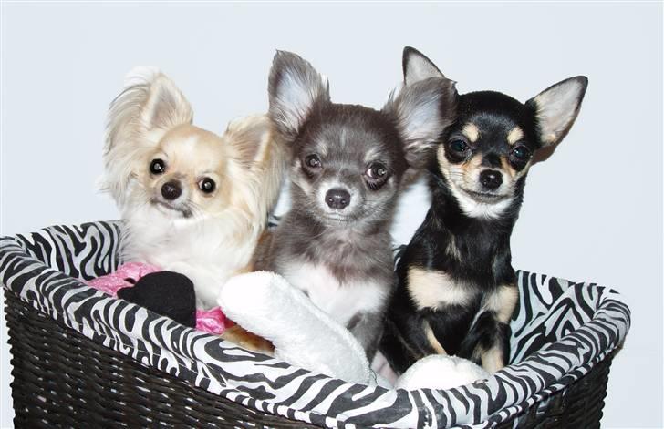 Chihuahua ** Charlie ** - Tre på stribe :D. billede 11