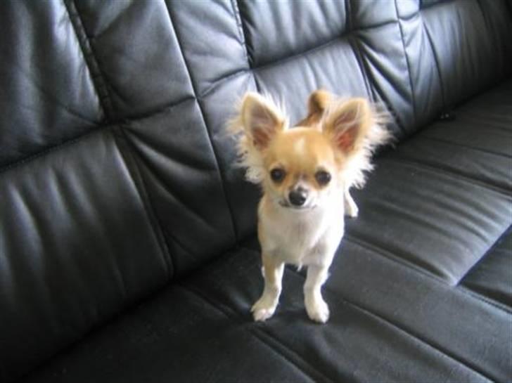 Chihuahua ** Charlie ** - Lille søde og knap så behårede Charlie! billede 12