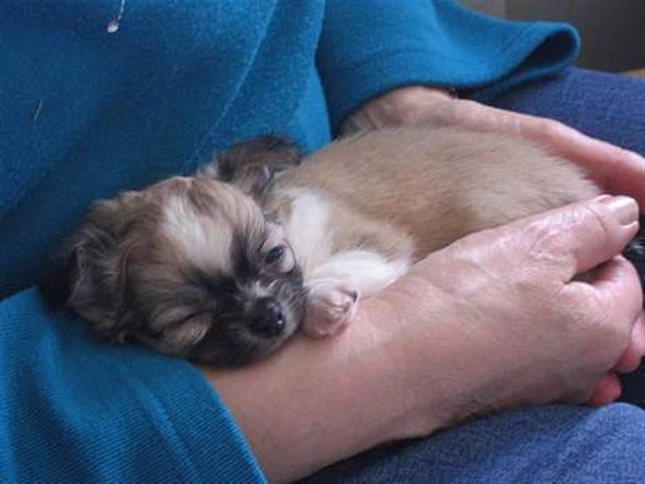 Chihuahua ** Charlie ** - Nåååårhhh såå bette han dog har været!! Utroligt sådan som han har skiftet farve må man sige :). billede 13