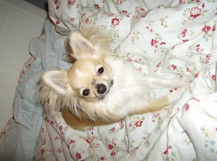 Chihuahua ** Charlie ** - Flotte fyr! billede 14