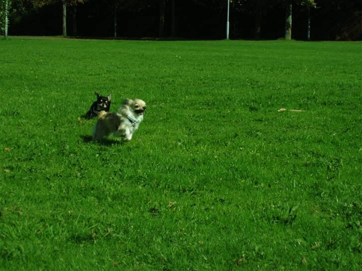 Chihuahua ** Charlie ** - Uhhh hurtigt kan det gå :D. Og sjovt er det godt nok * griner * billede 15