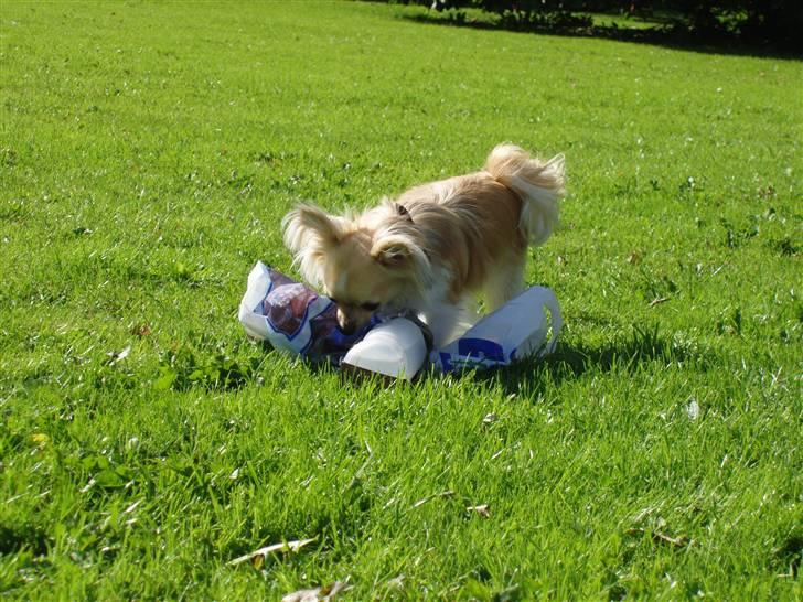 Chihuahua ** Charlie ** - Uhmmm mor.. Jeg gider ikke træne nu - jeg vil hellere have nogle af de godter du har i posen :D. billede 16