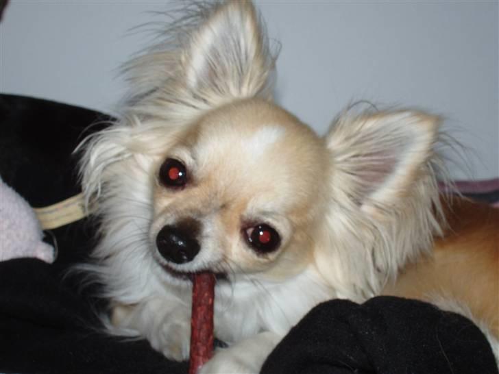 Chihuahua ** Charlie ** - Tyggepinde er bare sagen! billede 17