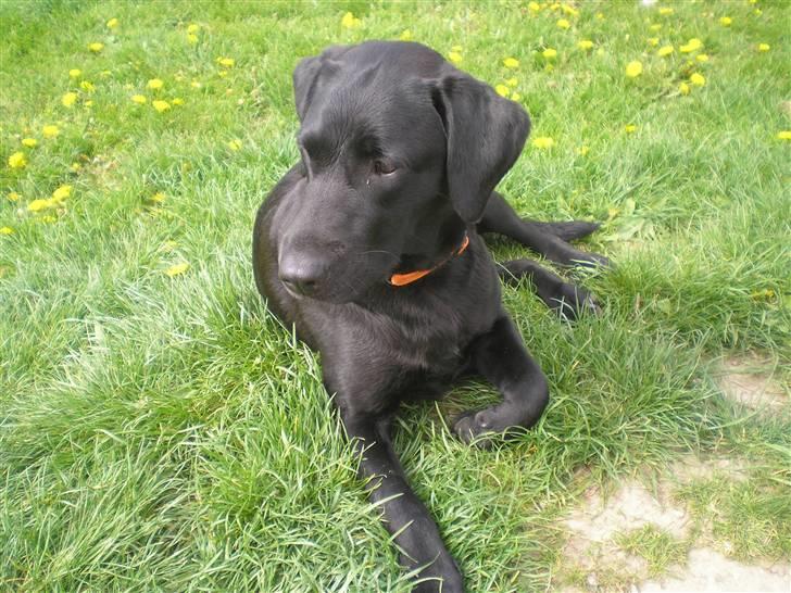 Blanding af racer Freja - Ligger lige og nyder sommeren billede 1