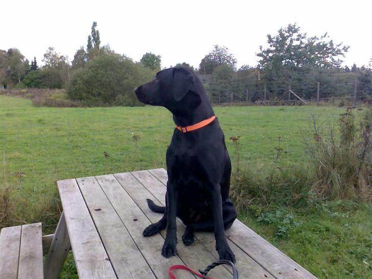 Blanding af racer Freja - Ja... her oppe har man jo lige godt overblik... billede 2