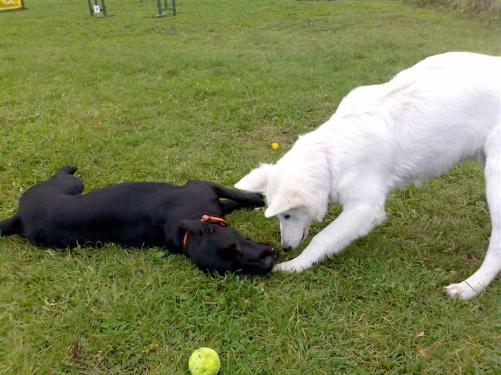 Blanding af racer Freja - Okay okay... Vi lader som om Cheri bestemmer.... billede 3