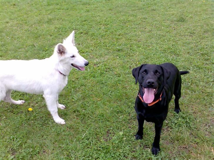 Blanding af racer Freja - Heyyyy... Er der en god bid på vej eller hva ? billede 4