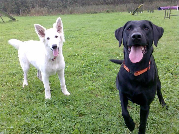 Blanding af racer Freja - Hit så med den god bid.... billede 5