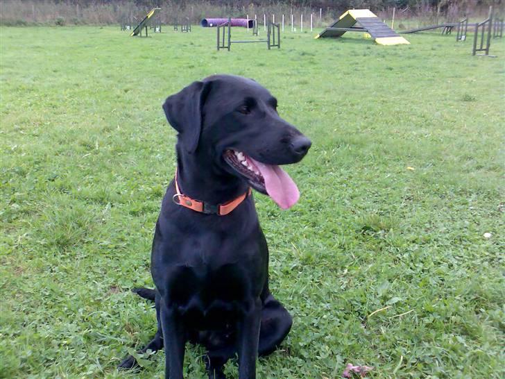 Blanding af racer Freja - Ja... så kan i jo lige se skønne, kønne mig... billede 6