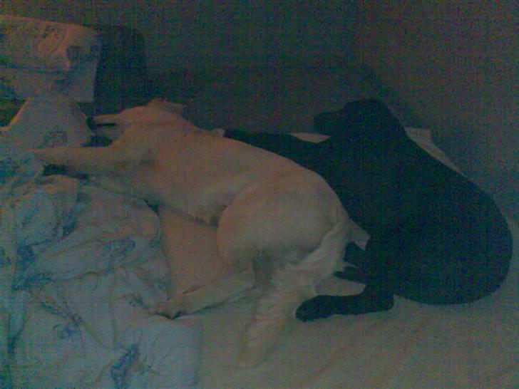 Blanding af racer Freja - Så der dømt sove... har taget min hvide kramme bamse med billede 8