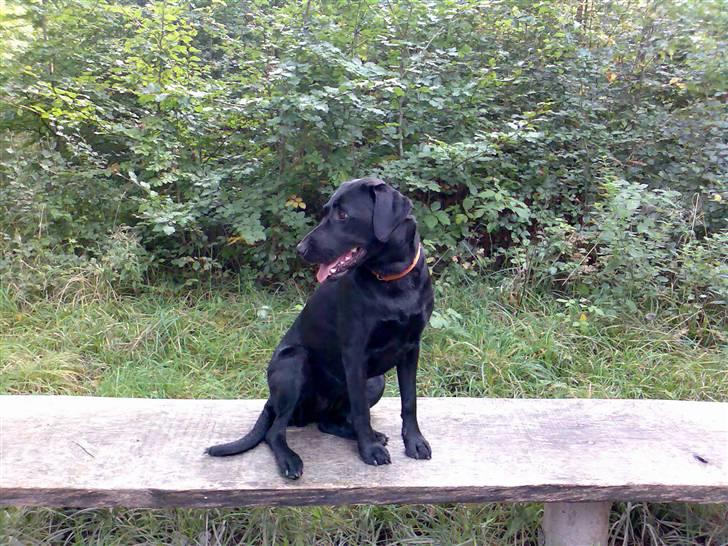 Blanding af racer Freja - Pyha... et lille hvil i skoven.. billede 9