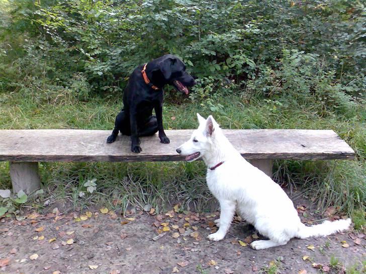 Blanding af racer Freja - Ja Cheri... Du kender jo din plads.... billede 10