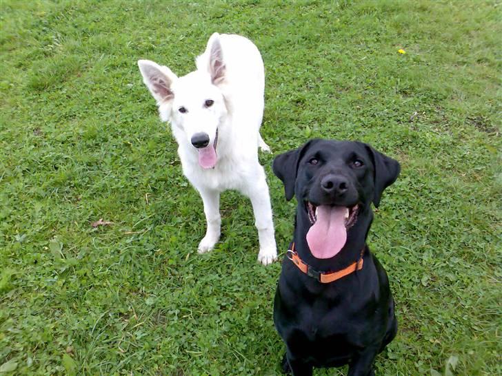 Blanding af racer Freja - jeg nupper altså lige en god bid, før den Hvide pels der står bag mig... billede 11