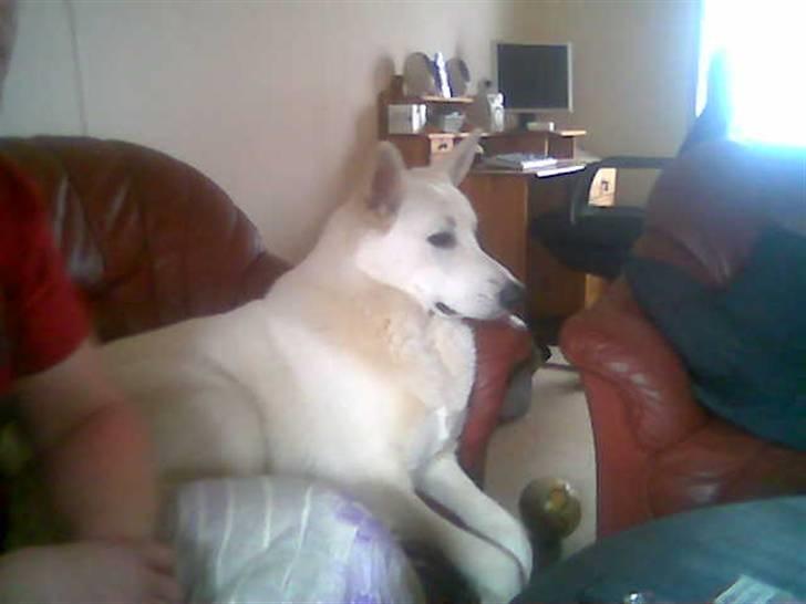 Hvid schæfer Buller - er jeg ikke bare flot billede 1