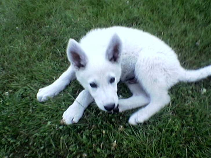 Hvid schæfer Buller - her er jeg lige kommet hjem i mit nye hjem billede 2