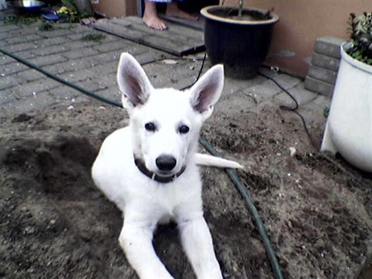 Hvid schæfer Buller - dejligt ar her er noget jord man kan grave i billede 3