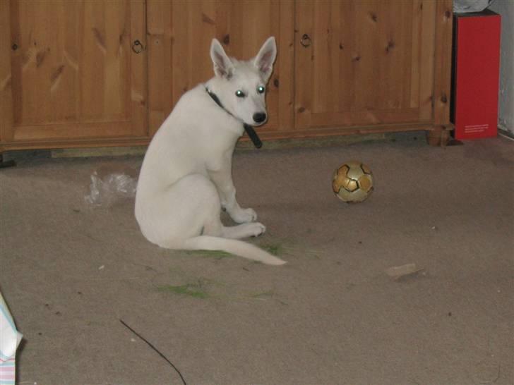 Hvid schæfer Buller - der er bestemt ikke mig som har gjordt der her billede 4