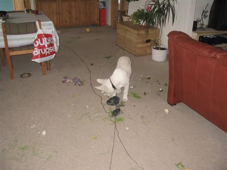 Hvid schæfer Buller - ups der er vist mig alligevel billede 5